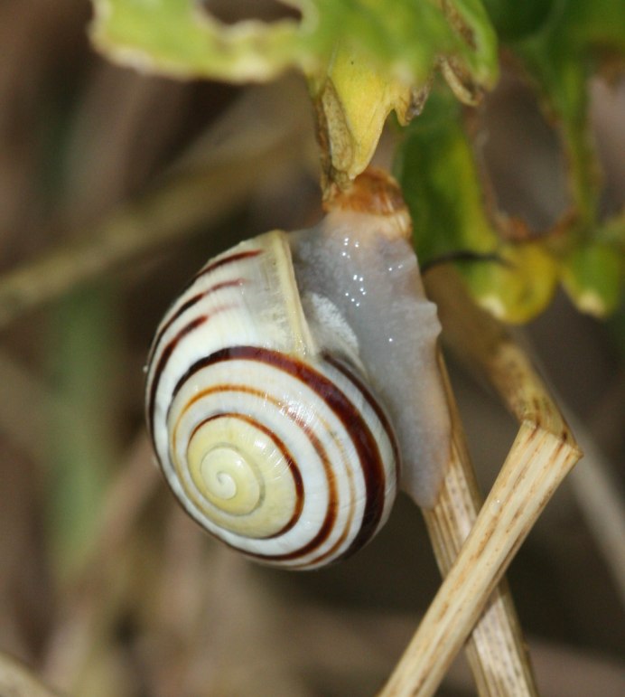 Белая аквариумная улитка