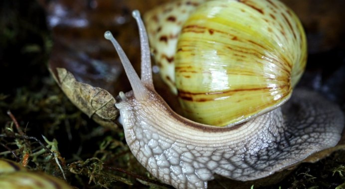 Улитки плоские Сухопутные