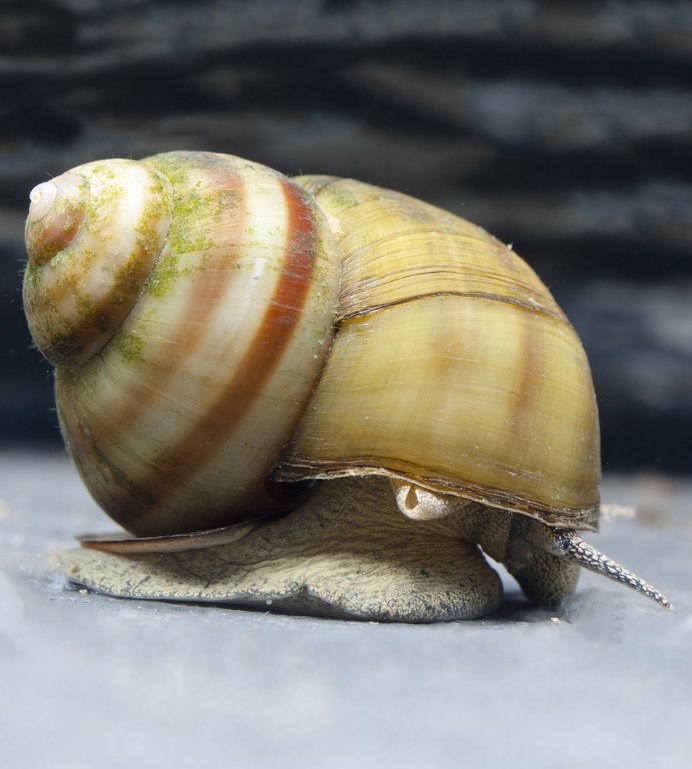 Осетр альбинос