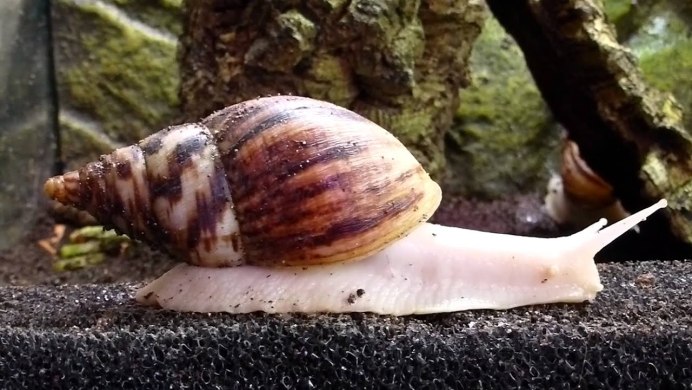 Assorted Turbo Tree Snail