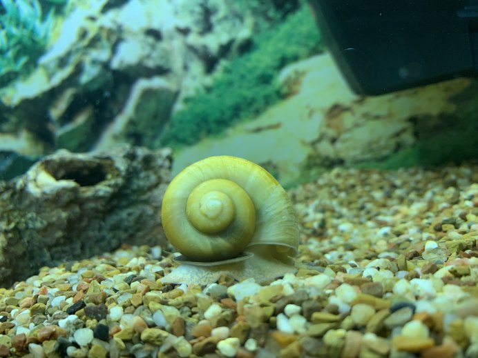 Хищная улитка Хелена