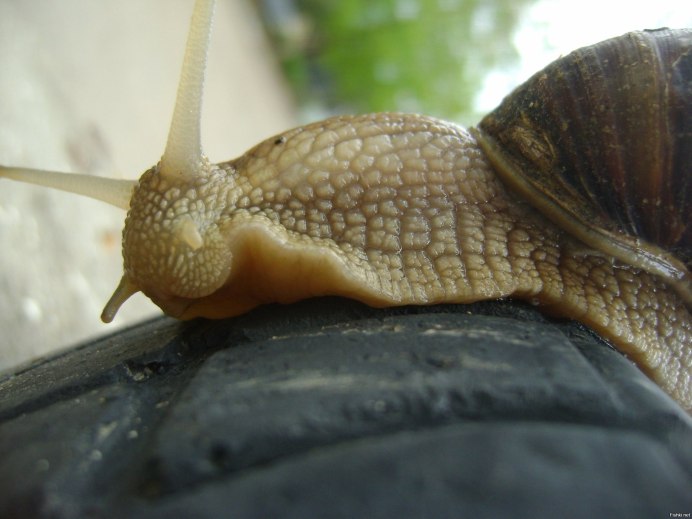 Дикие Сухопутные улитки