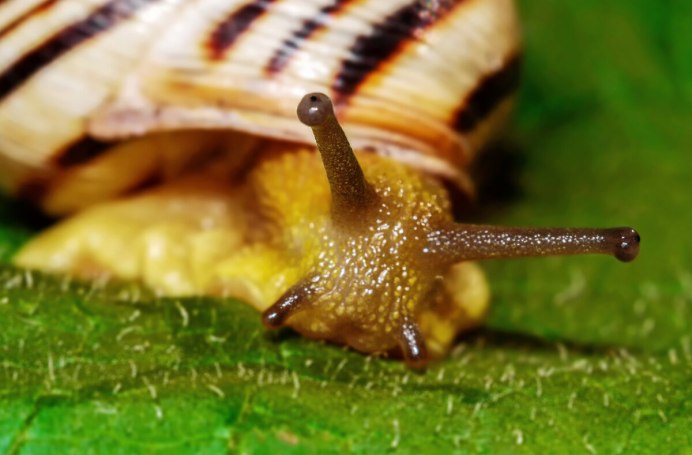 Улитка сфотканная дома