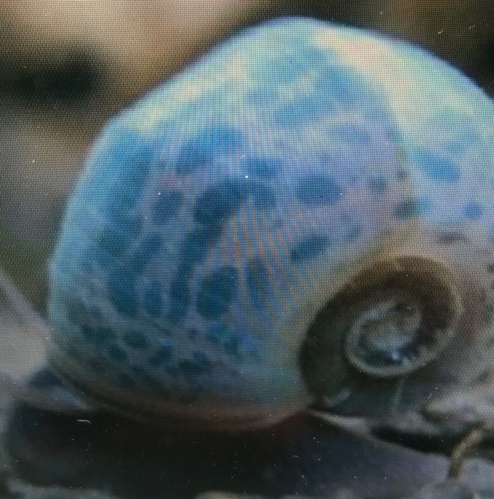 Мохнатые улитки аквариумные