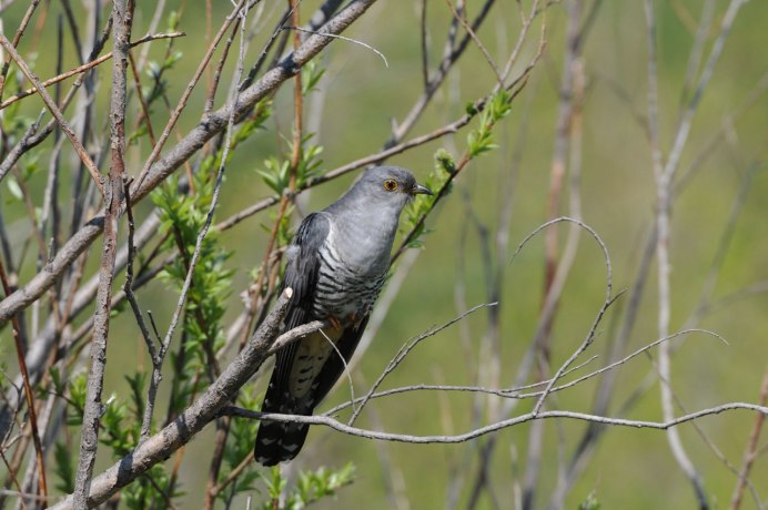 Хохлатая Кукушка