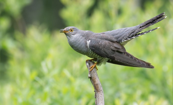 Африканская обыкновенная Кукушка