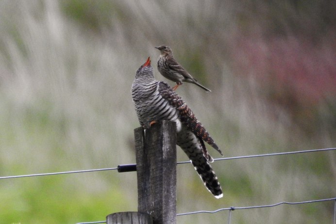 Обыкновенная Кукушка самец