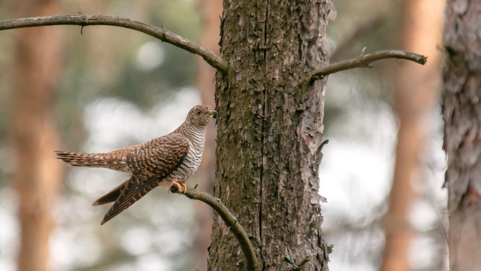 Кукушка с красным клювом