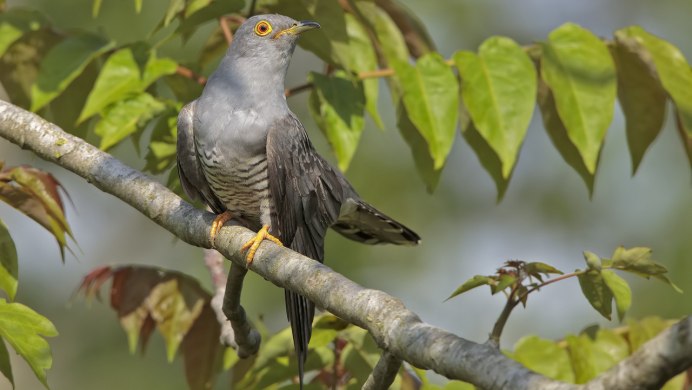 Кукушка (Cuculus poliocephalus