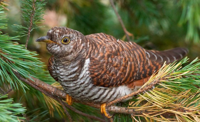 Обыкновенная Кукушка Кукушонок