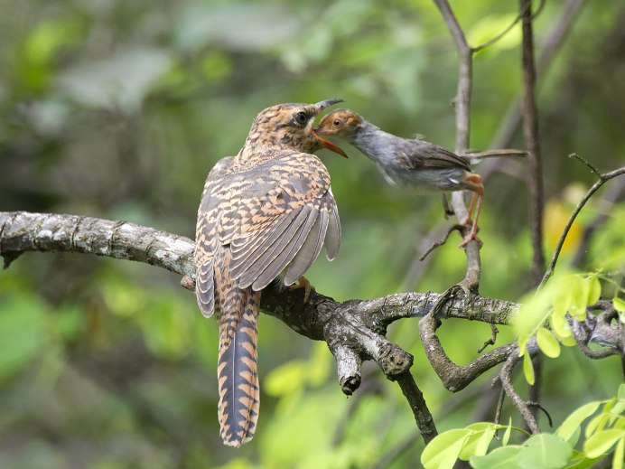 Кукушка птица