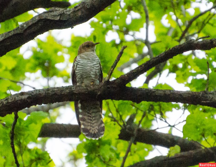 Птенец четырехкрылой кукушки