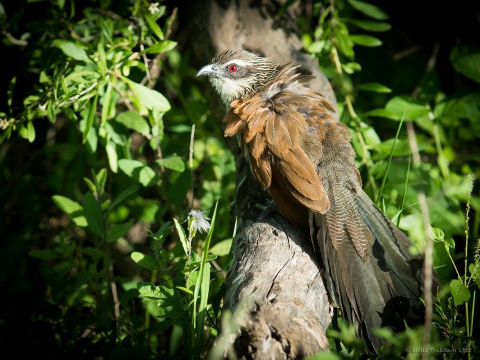 Cuculus poliocephalus