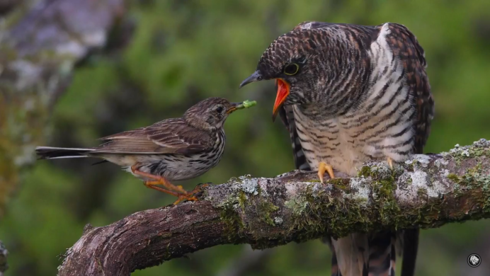 Обыкновенная Кукушка