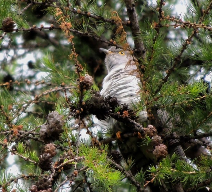 Кукушка звук