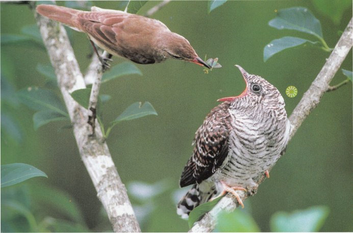 Зозуля Чубатая