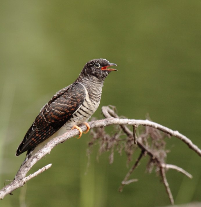 Кукушка с шишками