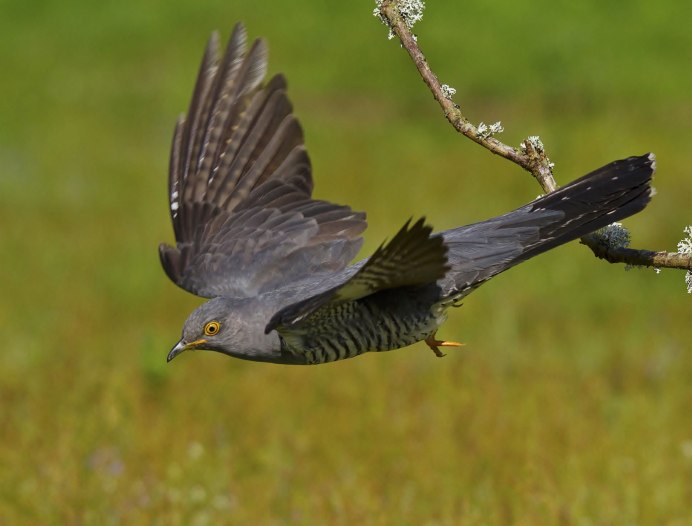 Кукушка Астрахани