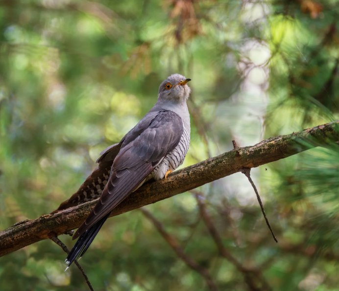 Кукушка обыкновенная самка