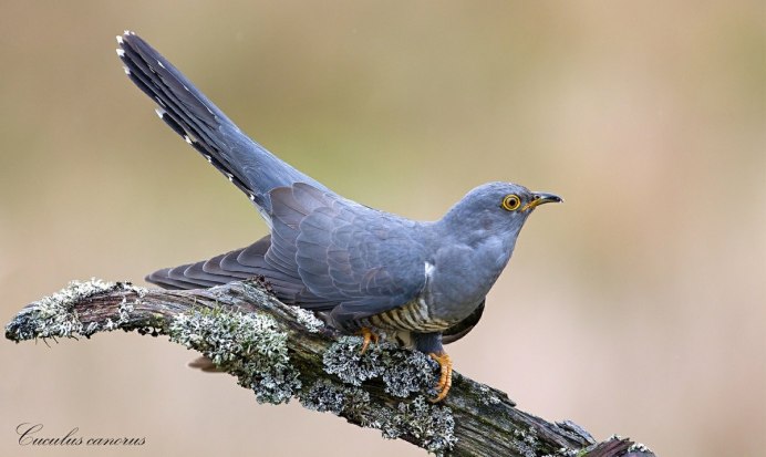 Обыкновенная Кукушка самец