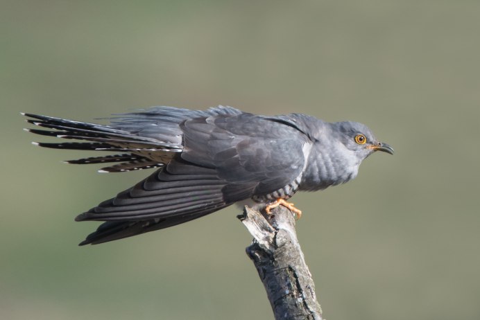 Кукушка ест гусениц