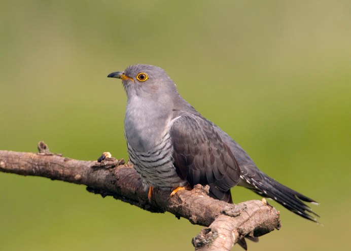 Кукушковые ареал