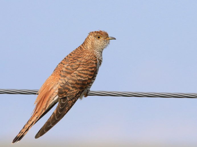 Кукушка на ветке