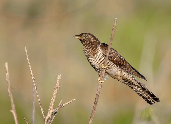 Самец кукушки