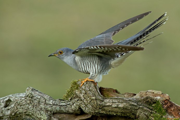 Птица Cuculus canorus