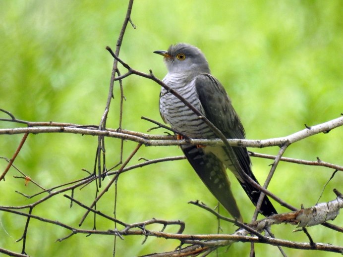Обыкновенная Кукушка птицы
