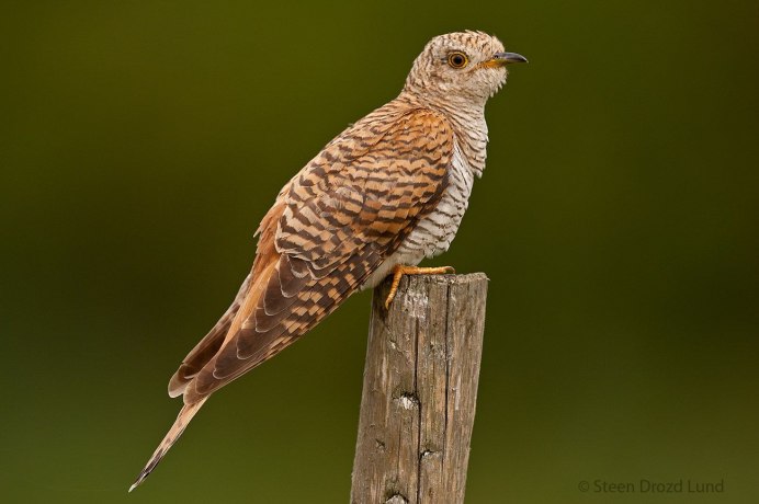 Кукушка Перелетная птица