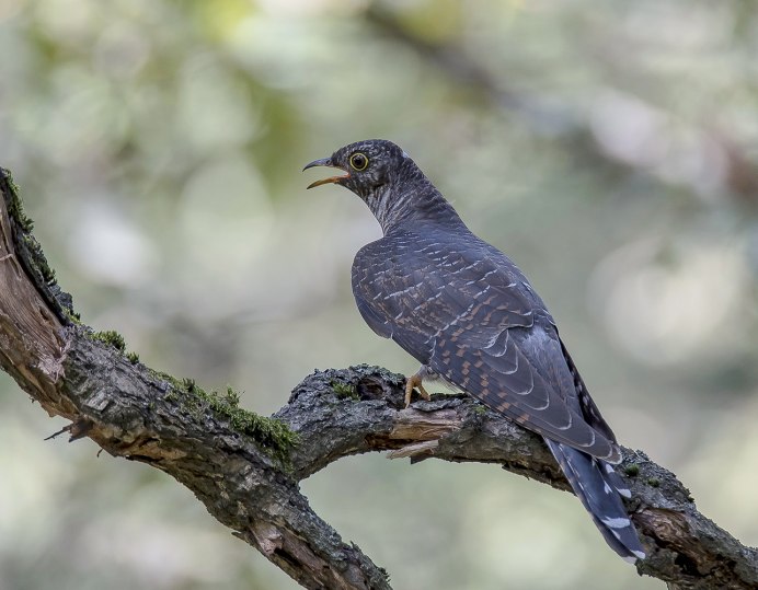Птица Cuculus canorus