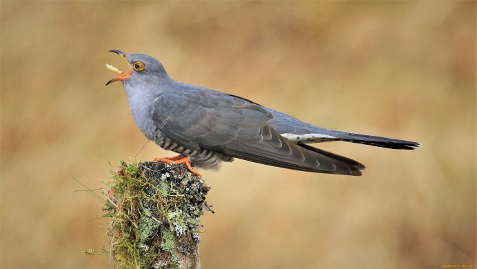 Африканская обыкновенная Кукушка