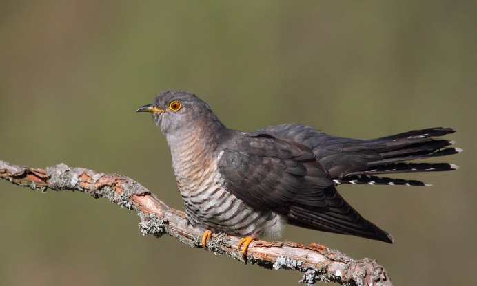 Кукушка Мимикрия