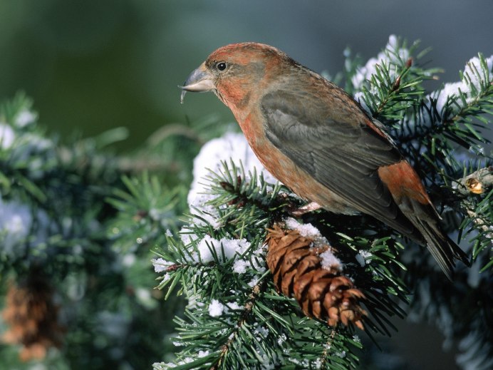 Клёст-Сосновик Loxia pytyopsittacus
