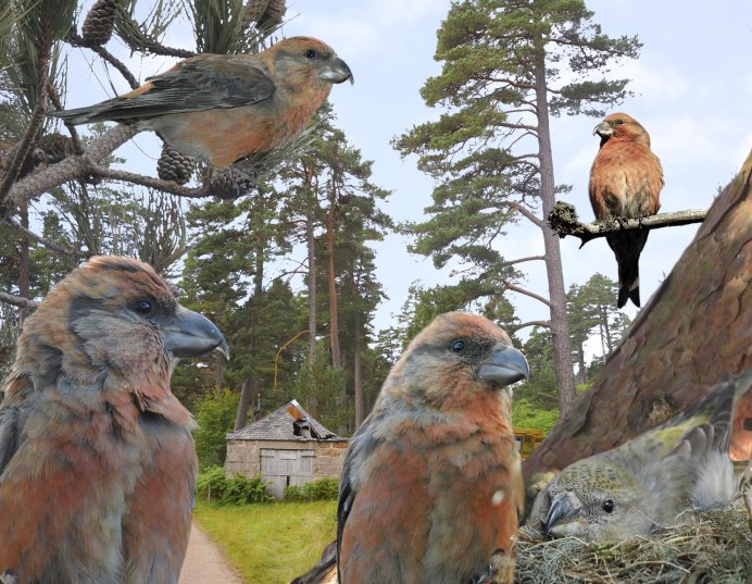 Crossbill Шотландия