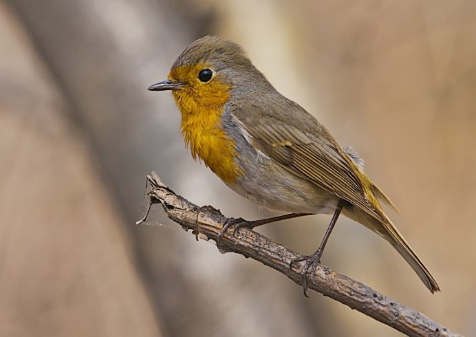 Птица Yellow Rumped Warbler