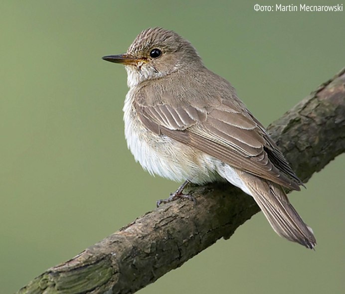 Обыкновенная горихвостка (Phoenicurus Phoenicurus)