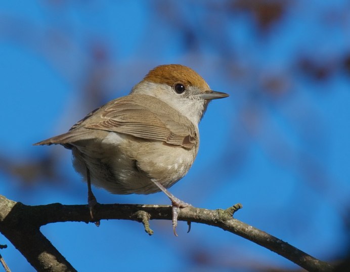 Серый Дрозд (Grey Catbird)