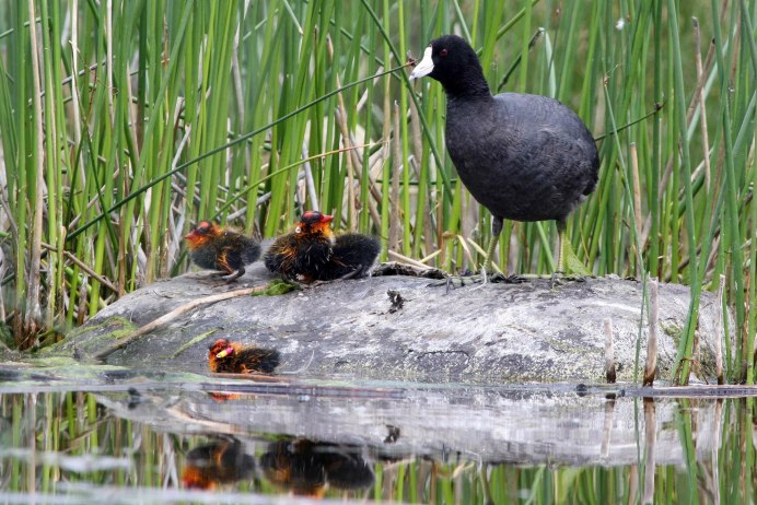 Лысуха (Fulica atra)