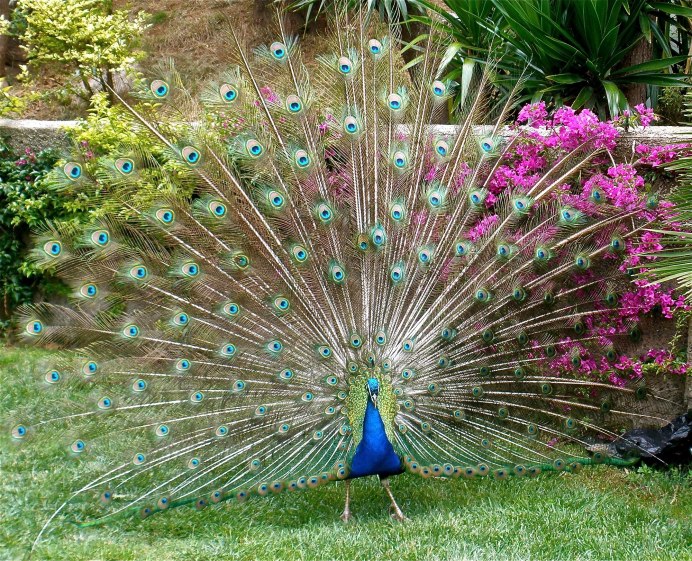 Индийский Павлин / Pavo cristatus
