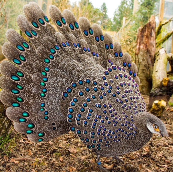 Павлиний фазан (Polyplectron bicalcaratum)