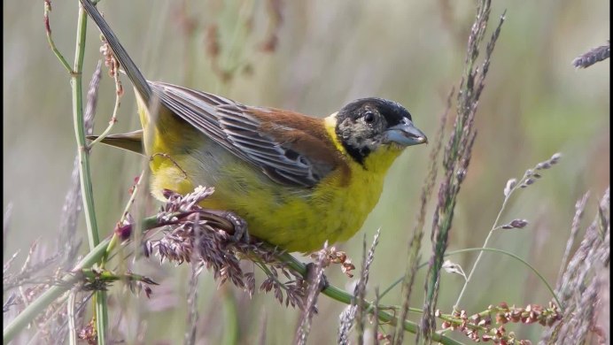 Emberiza citrinella