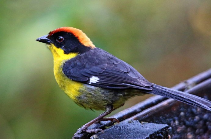 Carduelis citrinella