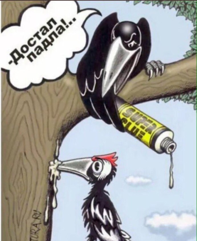 Дятел прикол
