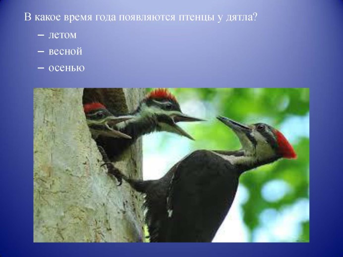 Императорский дятел (Campephilus Imperialis)
