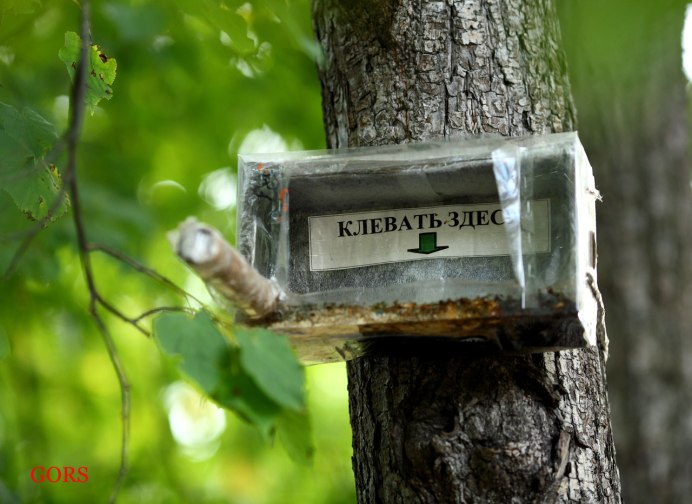 Тупость не победить