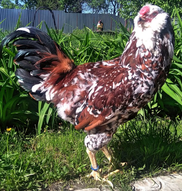 Куры Орловские ситцевые