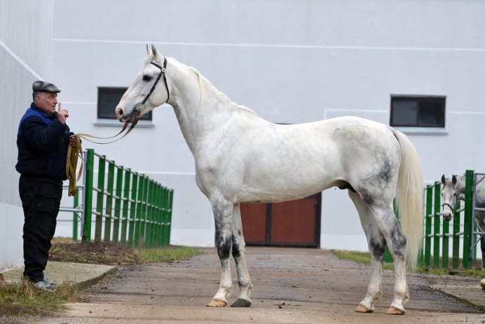 Куры Орловские ситцевые