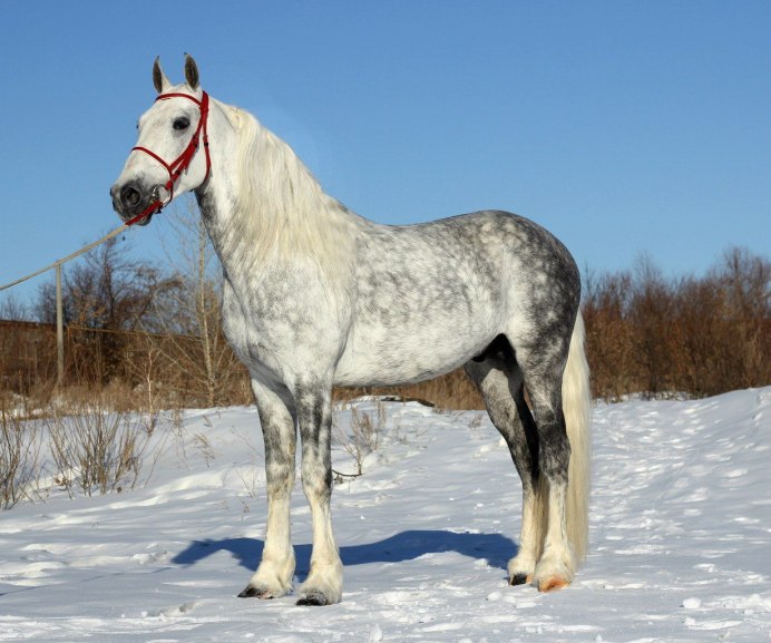 Орловская рысистая порода лошадей